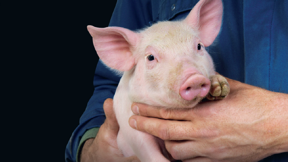 zakboek varkens 2018 boehringer ingelheim
