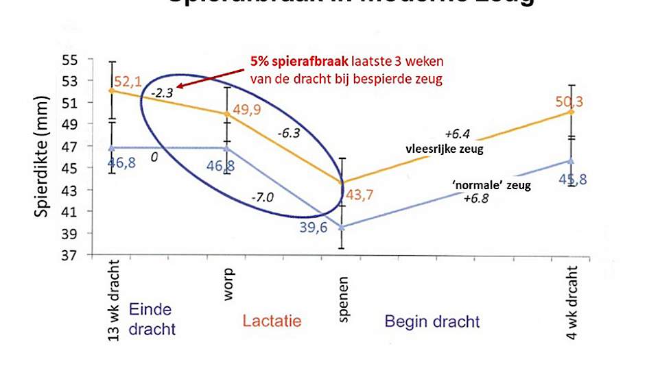 Spierafbraak in de moderne zeug: het is niet ongebruikelijk dat voor het werpen al verlies van spierdikte optreedt.