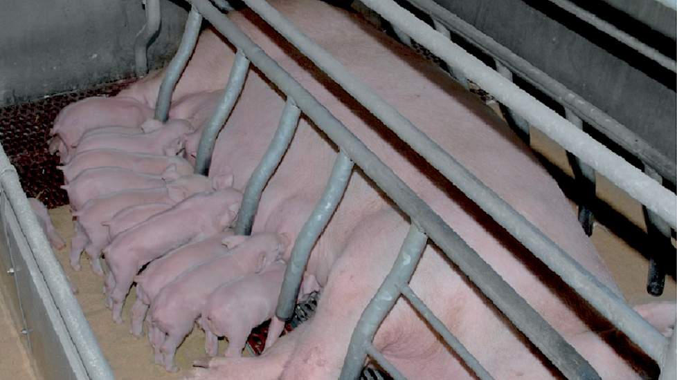 Zeug met zuigende biggen in de kraamstal