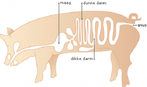 Schematische weergave van het darmkanaal van het varken