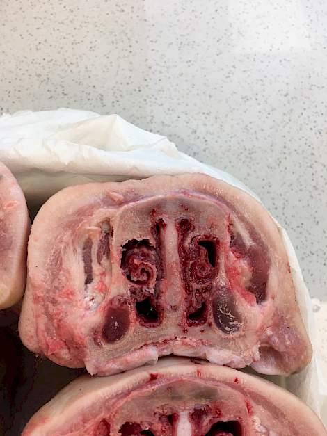 Dwarsdoorsnede varkensneus met aanwijzing voor atrofische rhinitis