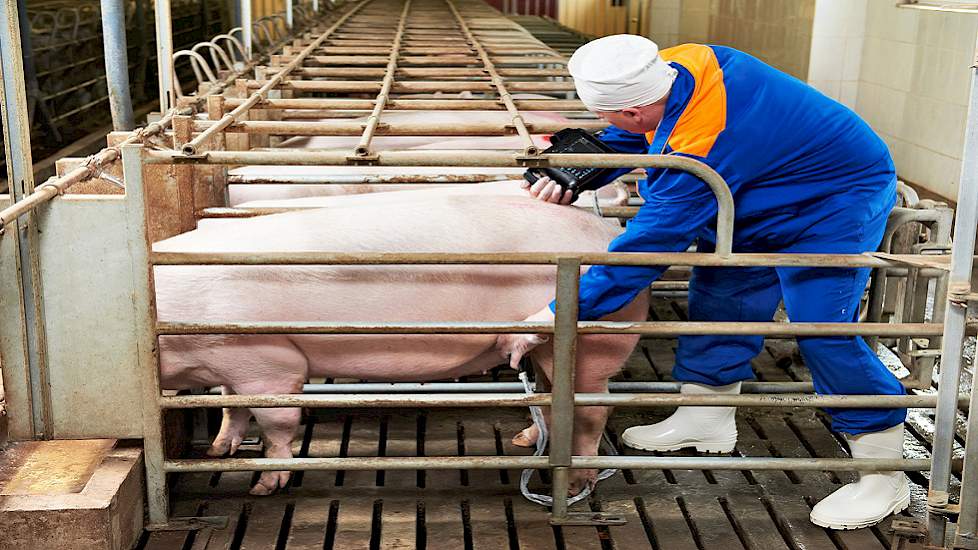 Module 2 Inseminatiestal en dragende zeugen E-learning Varkens