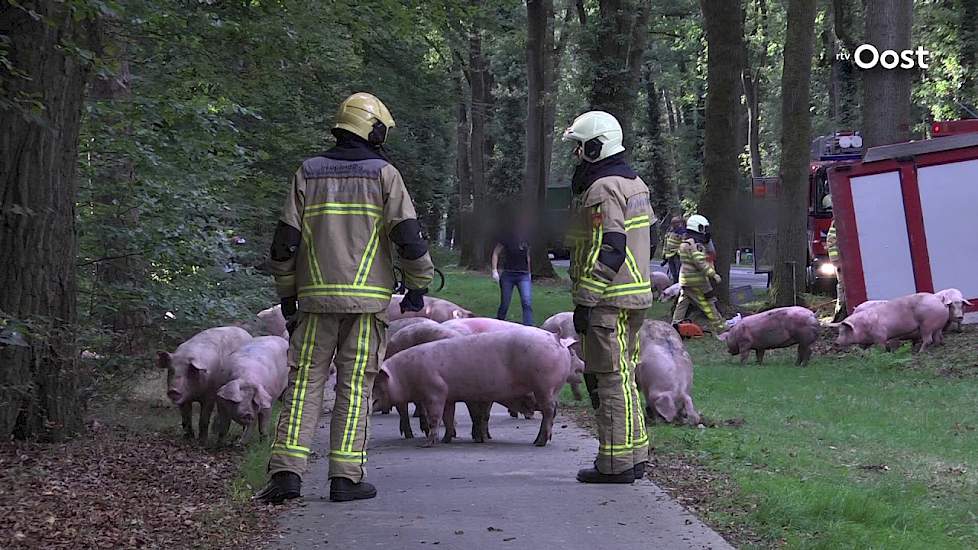 Varkens omgekomen bij ongeluk met vrachtwagen in Ommen