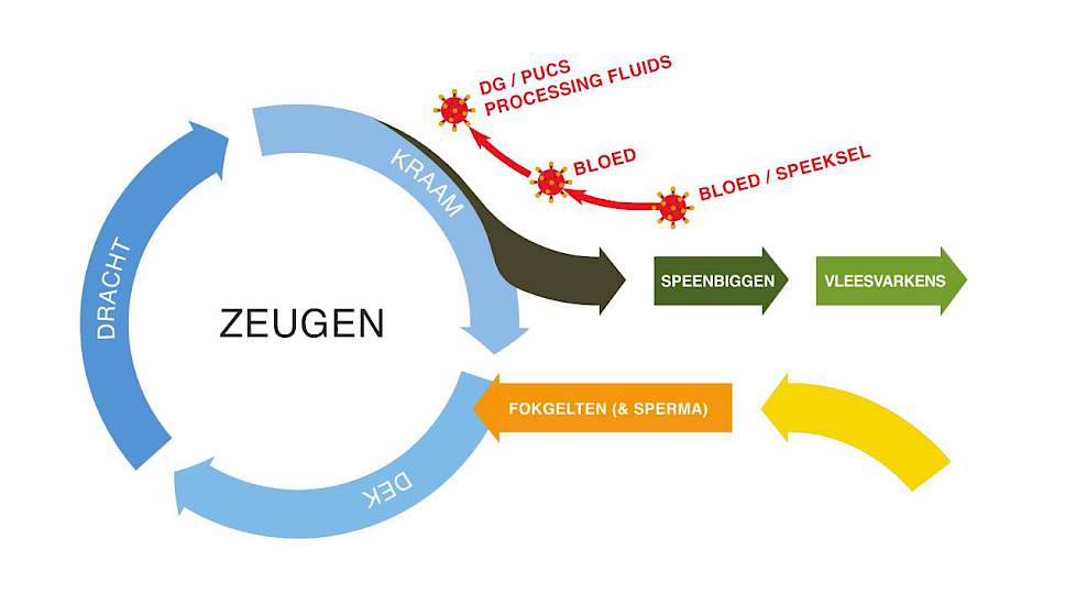 De infectieketen bij het verspreiden van ziektekiemen tussen verschillende groepen binnen het bedrijf.