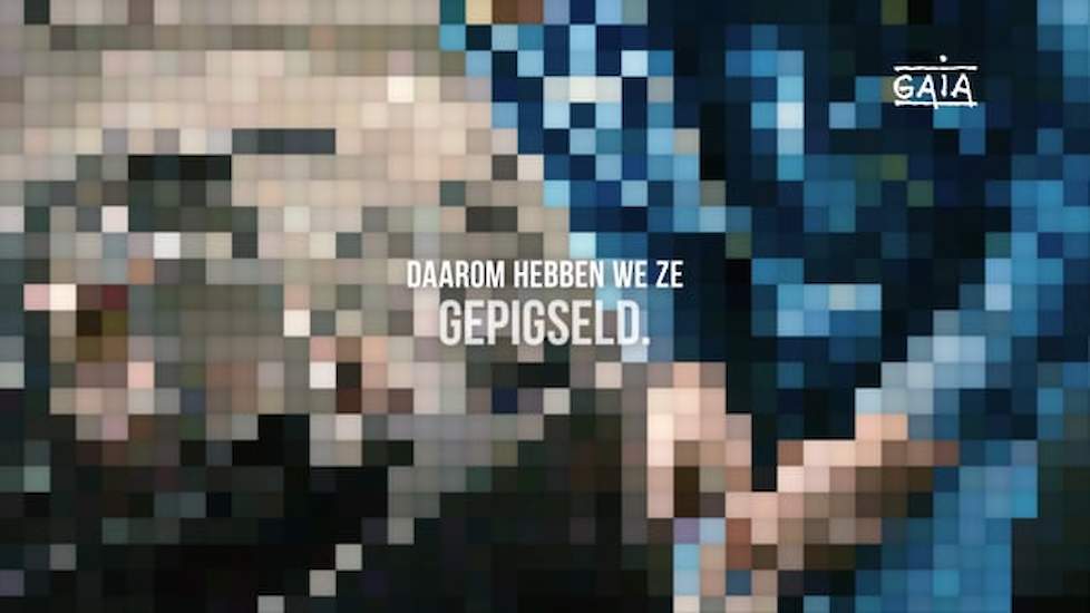 TV-spot biggencastratie / Beelden te pijnlijk: pigselen noodzakelijk