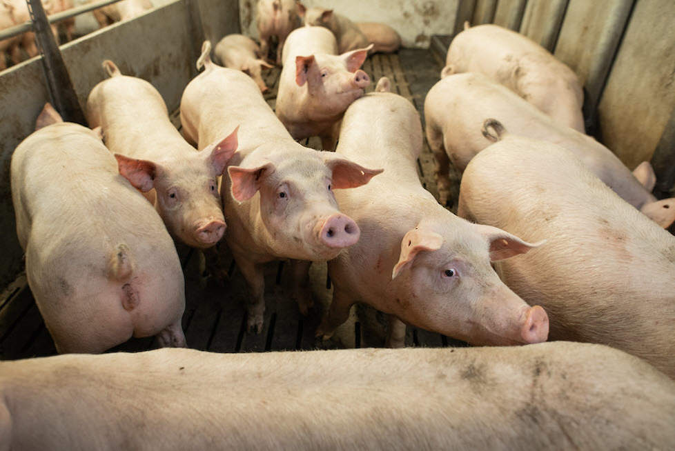 Mycoplasma veldinfectie vindt voor het overgrote deel van de Nederlandse bedrijven in de vleesvarkenstal plaats