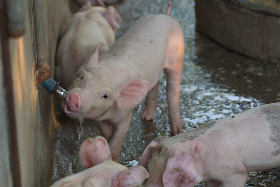 Varkens kunnen eenvoudig tegen PIA beschermt worden via drinkwater met toegevoegd vaccin