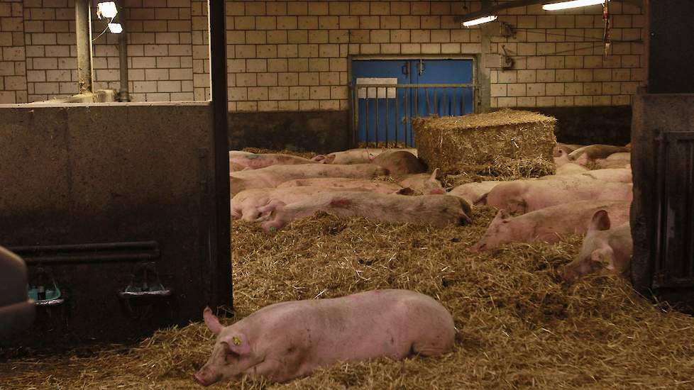 In de dragende zeugenstal liggen de dieren op stro. Er heerst rust in de strostal, de zeugen hebben door de vermindering van het aantal meer dan voldoende ruimte.