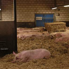 In de dragende zeugenstal liggen de dieren op stro. Er heerst rust in de strostal, de zeugen hebben door de vermindering van het aantal meer dan voldoende ruimte.