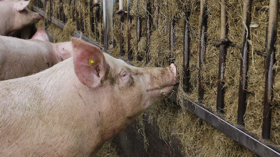 De dragende zeugen kunnen ook gebruik maken van een uitloop. In de uitloop hebben zij de beschikking over kuilvoer. Dit vreten ze volgens de medewerkers graag. Door het vreten van kuilvoer en het stro in de dracht is de mest de eerste dagen in de kraamsta