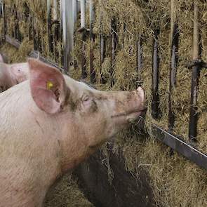 De dragende zeugen kunnen ook gebruik maken van een uitloop. In de uitloop hebben zij de beschikking over kuilvoer. Dit vreten ze volgens de medewerkers graag. Door het vreten van kuilvoer en het stro in de dracht is de mest de eerste dagen in de kraamsta