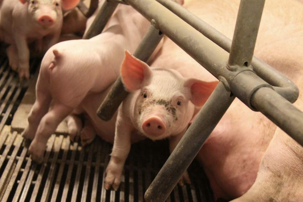 Pork Expo Pig Business Gezondheidscongres