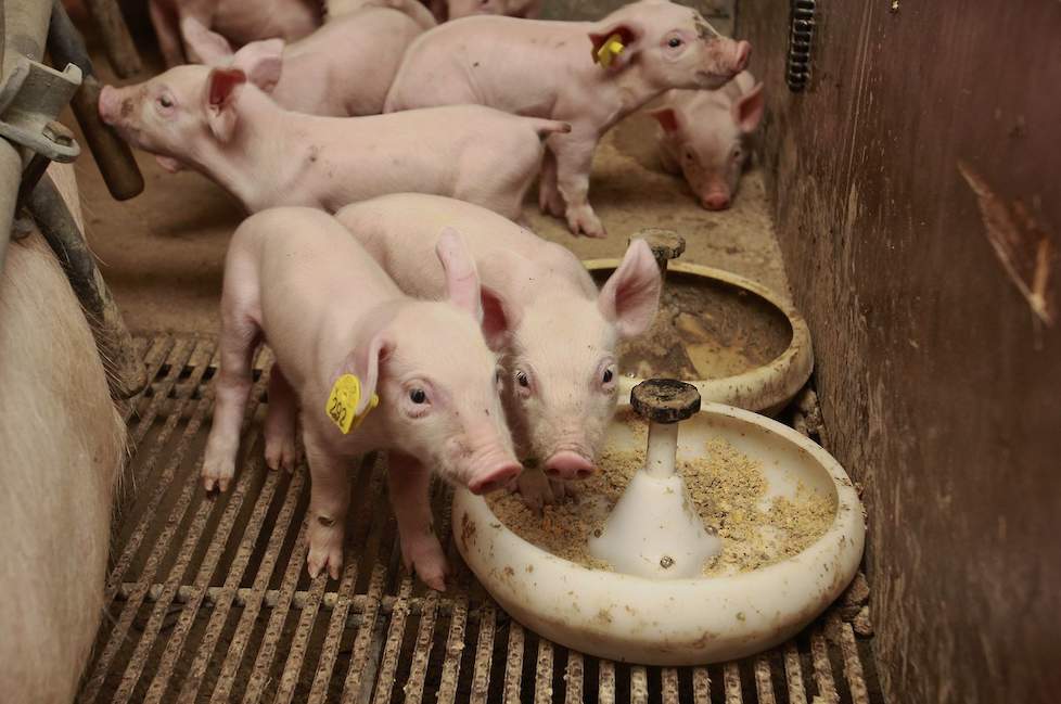 Pork Expo Pig Business Thema-sessie Duurzaamheid
