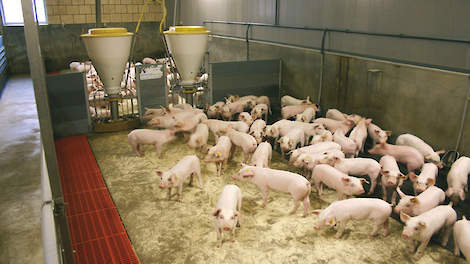 Biggenopfok is wennen aan nieuw voer, een nieuwe omgeving en het verroveren van een plek! E-learning Varkens
