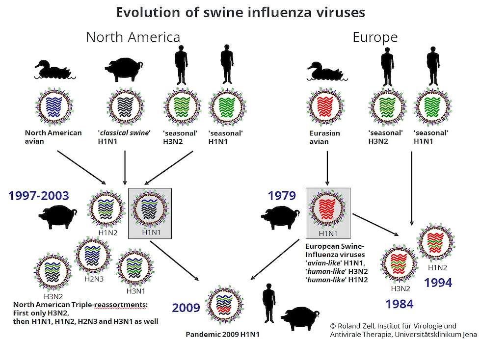 Figuur 1. Ontwikkeling van de verschillende typen griepvirus (reassortment) in de tijd voor Noord-Amerika en Europa.