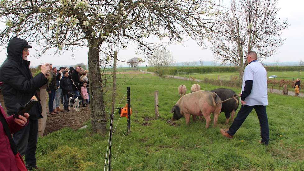 De varkens van Van Wersch vormen inmiddels een toeristische bezienswaardigheid midden in het Mergelland.