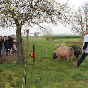 De varkens van Van Wersch vormen inmiddels een toeristische bezienswaardigheid midden in het Mergelland.