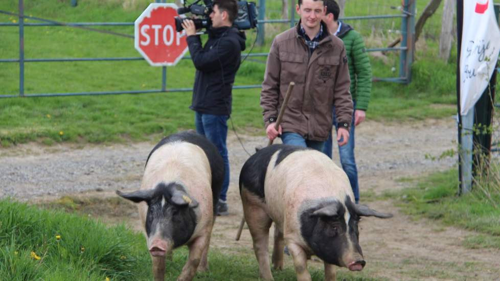 Drie jaar geleden startte Joshua van Wersch (23) met het op kleine schaal houden van varkens achter de ouderlijke boerderij in het Zuid-Limburgse heuvelland dorp Hilleshagen.