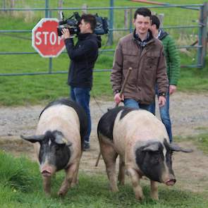 Drie jaar geleden startte Joshua van Wersch (23) met het op kleine schaal houden van varkens achter de ouderlijke boerderij in het Zuid-Limburgse heuvelland dorp Hilleshagen.
