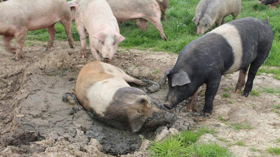 De varkens van varkenshoederij ‘de Kuusj’ beschikken over de hoogste eisen qua dierwelzijn. Zo lopen ze los in enkele weilanden en een bosperceel. Ook beschikken ze over een modderbad.