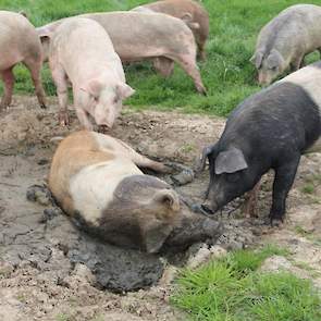 De varkens van varkenshoederij ‘de Kuusj’ beschikken over de hoogste eisen qua dierwelzijn. Zo lopen ze los in enkele weilanden en een bosperceel. Ook beschikken ze over een modderbad.