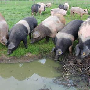 De varkensstapel van Joshua omvat momenteel  8 zeugen en circa 50 gespeende biggen en slachtvarkens. Het is een mengemoes van kruisingen van diverse rassen zoals het landvarken, Durox en het Engelse Hampshire. Zijn doel is een robuust en sterk varken met