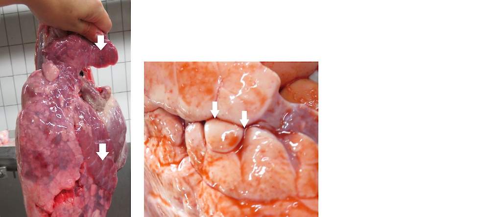 Foto links: Recente M. hyo achtige letsels, zichtbaar aan de slachtlijn; Foto rechts: De aanwezigheid van littekens (fissuren) die op de foto zichtbaar zijn als groeven, wijst op oude infecties die waarschijnlijk veroorzaakt zijn door M. hyo infecties die