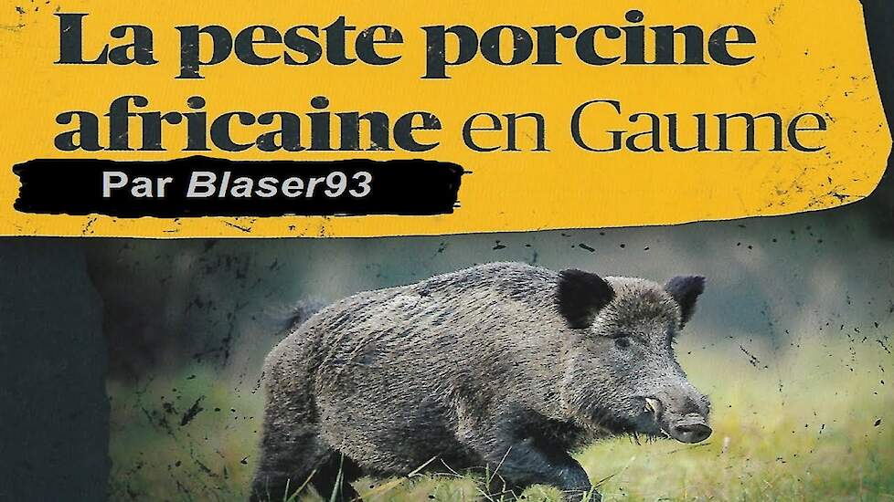 Le fléau de la Peste Porcine Africaine