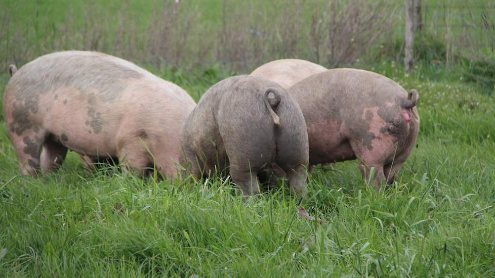Épidémie d’Aujeszky dans deux élevages porcins du sud de la France |  Pigbusiness.nl