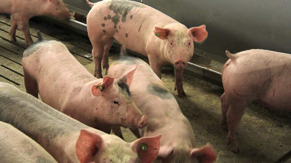 gezond groeiende vleesvarkens met hoge voerwinst