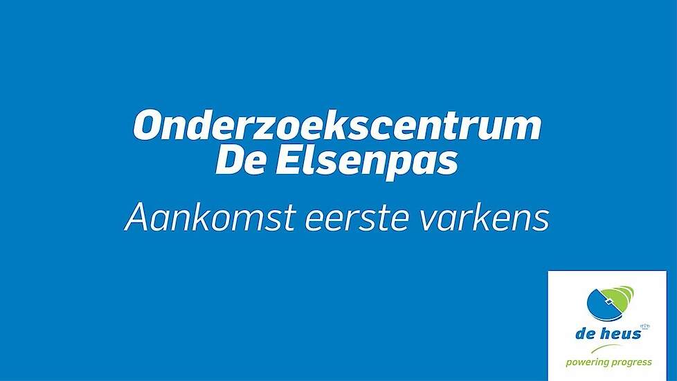 Elsenpas - Aankomst van de eerste varkens