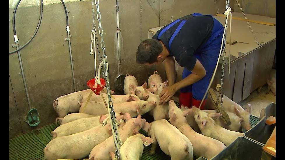 Tierwohl in der Schweinehaltung: Reduzierung des Schwanzbeißen bei unkupierten Ferkeln