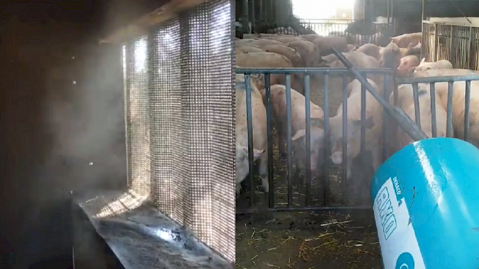 Links een foto van de nevelkoeling in de varkensstal van varkenshoudster Sabine Grobbink. "Varkensairco #geenhittestress. Koeling voor de varkens, het is hier heerlijk! Geen hitte", schrijft Grobbink op Twitter. Rechts een foto uit de stal van Tim van der