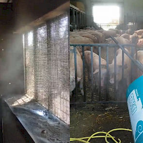Links een foto van de nevelkoeling in de varkensstal van varkenshoudster Sabine Grobbink. "Varkensairco #geenhittestress. Koeling voor de varkens, het is hier heerlijk! Geen hitte", schrijft Grobbink op Twitter. Rechts een foto uit de stal van Tim van der