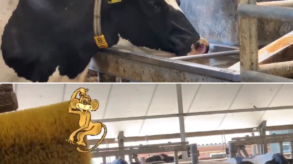 Alice van Drie houdt ook melkvee en ook de koeien hebben het naar hun zin. "Met je bek in het frisse water en je kont onder de borstel. Hoe regel ik dit voor mezelf?' #geenhittestress"