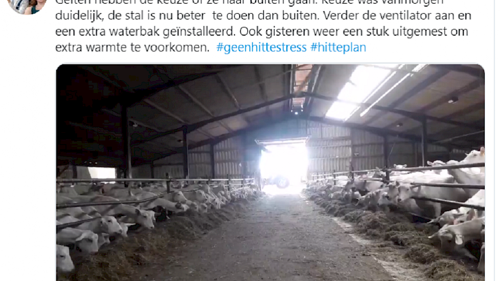 Biologisch geitenhouder Bart van der Hoog, legt burgers op Twitter ook uit, waarom dieren tijdens de hitte vaak liever binnen blijven: "Geiten hebben de keuze of ze naar buiten gaan. Keuze was vanmorgen duidelijk, de stal is nu beter te doen dan buiten. V