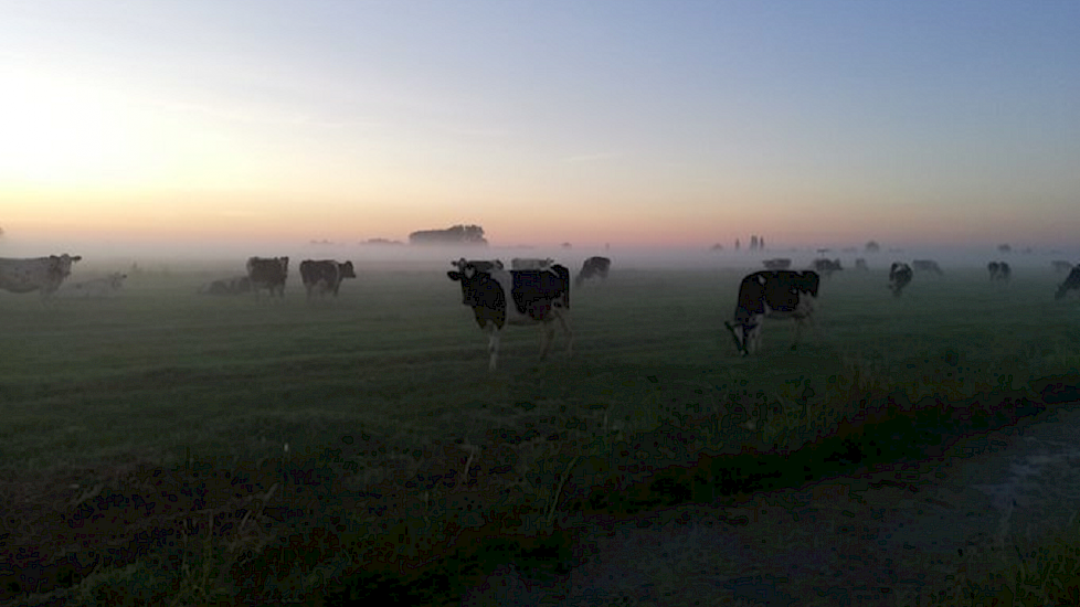 Corné Oudshoorn, ecologisch melkveehouder uit Zegveld, laat de koeien lekker vroeg naar buiten.