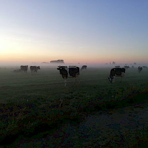 Corné Oudshoorn, ecologisch melkveehouder uit Zegveld, laat de koeien lekker vroeg naar buiten.