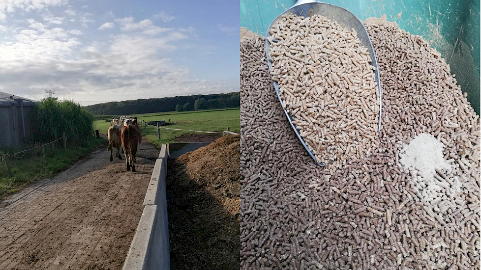 Melkveehoudster José Kottelenberg uit Markelo legt op Facebook uit hoe zij omgaat met de hitte. "De koeien gaan nu in de vroege ochtend naar buiten en komen tegen eind van de ochtend weer naar de stal. In de stal krijgen zij een uitgebalanceerd menu aange