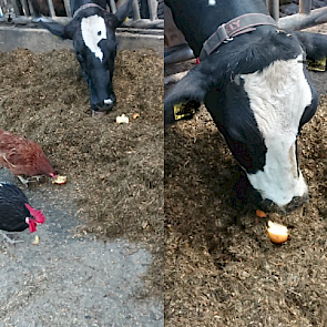 Bij de Drentse melkveehoudster José Welhuis genieten de koeien en kippen van elkaar: "Samen genieten van een..... Appeltje voor de dorst. #geenhittestress #melkveebedrijf", schrijft zij op Twitter,
