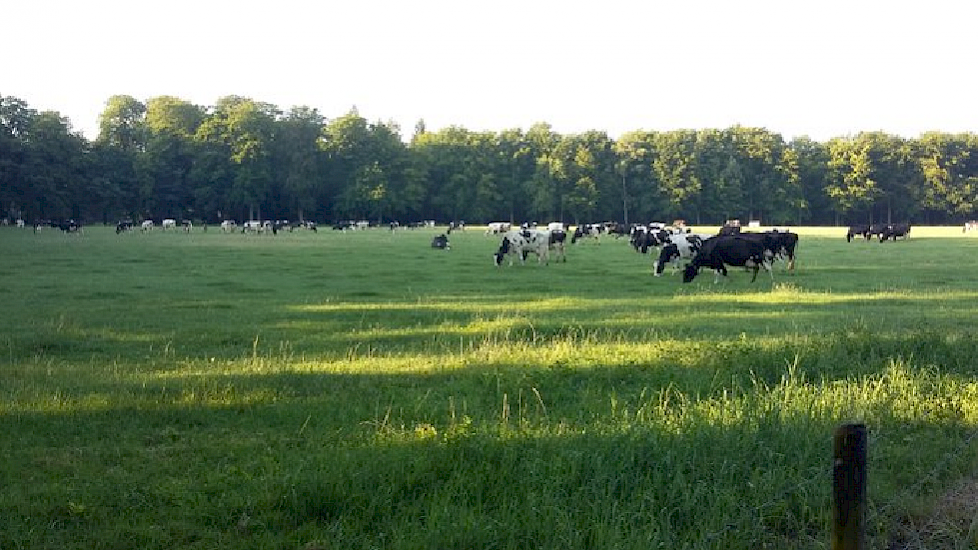 Bij boerin Marlies weiden de koeien ook al vroeg in de ochtend.