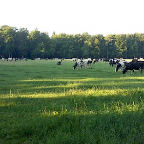 Bij boerin Marlies weiden de koeien ook al vroeg in de ochtend.