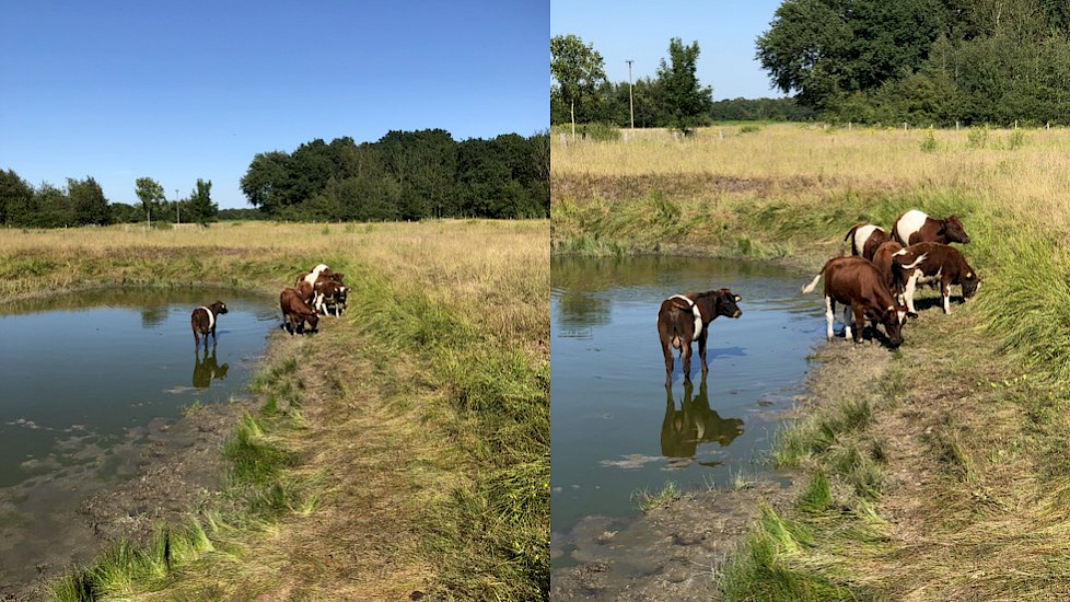 De koeien van Ronald Hilverts uit Onstwedde hebben hun eigen privé zwembad.