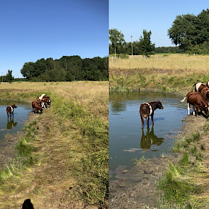 De koeien van Ronald Hilverts uit Onstwedde hebben hun eigen privé zwembad.