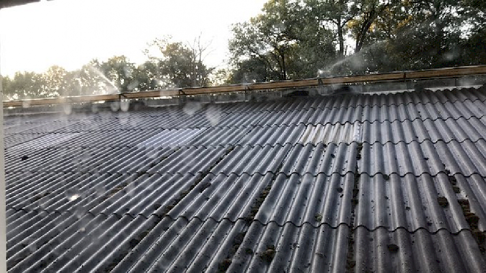 Melkveehoudster Ursula ter Brake (Achterhoek): "Sinds vorige week staan er watersproeiers (eigen water) op het dak van de koeienstal. Dit geeft, naast de ventilatoren, extra verkoeling in de stal. Het scheelt echt veel. Voorheen kwam er echt zo’n warmtego