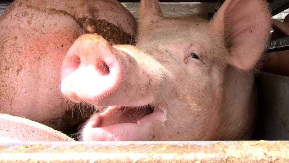 Animal Rights maakt suggestieve video over hittestress bij varkens wachtend voor het slachthuis