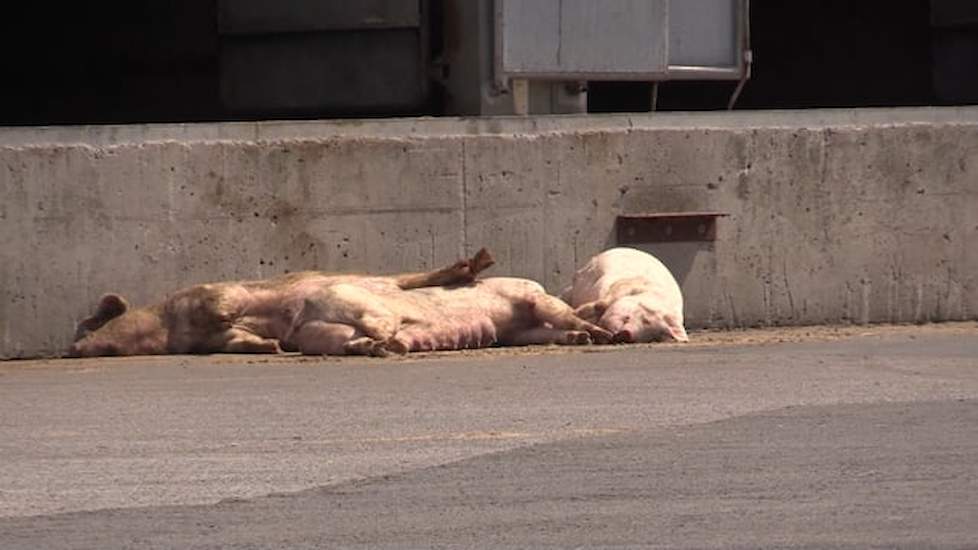 Geen bewijs dat varkens in video Animal Right door hitte tijdens transport zijn overleden