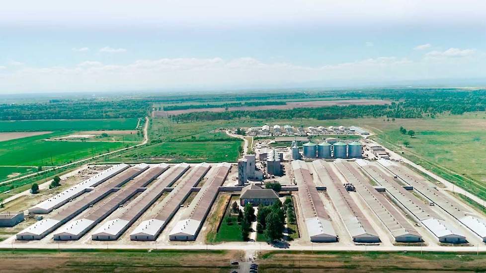 Op het bedrijf Halychyna-Zahid in de provincie L’viv, nabij de grens met Polen worden vanwege de AVP 95.000 varkens geruimd.