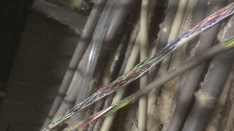 Een groot deel van de stalbranden waarvoor de brandweer geen oorzaak vindt, wordt veroorzaakt door ratten en muizen die stroomkabels aanvreten. Daarmee veroorzaken ze kortsluiting.