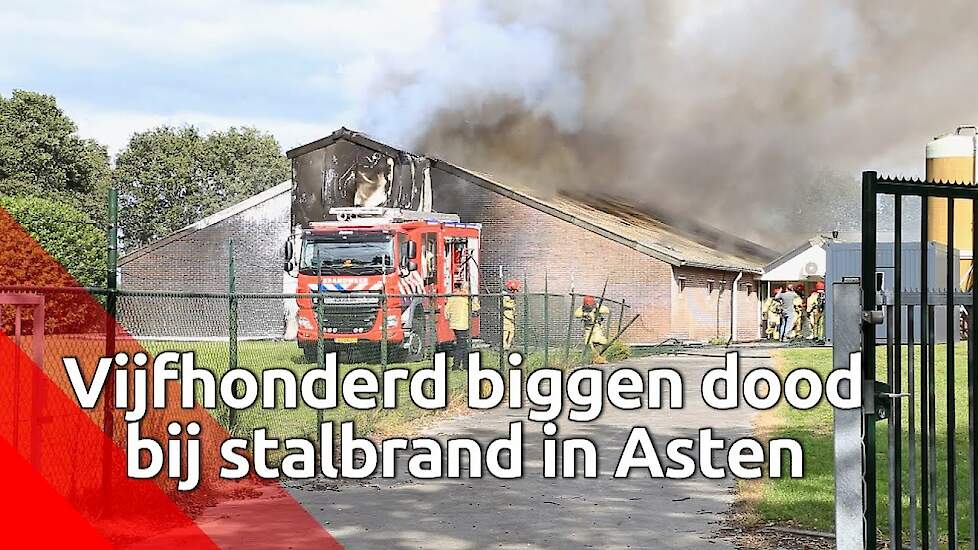 500 biggen om het leven gekomen bij stalbrand Asten